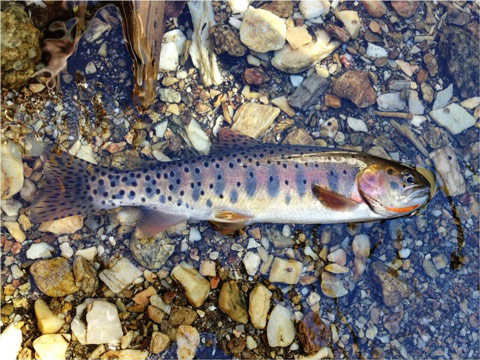 Juvenile Yellowstone Cutthroat in Utah