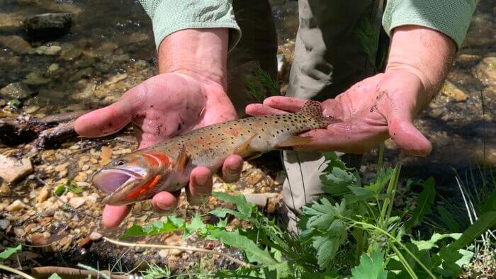 Utah Cutthroat Slam | YELLOWSTONE CUTTHROAT
