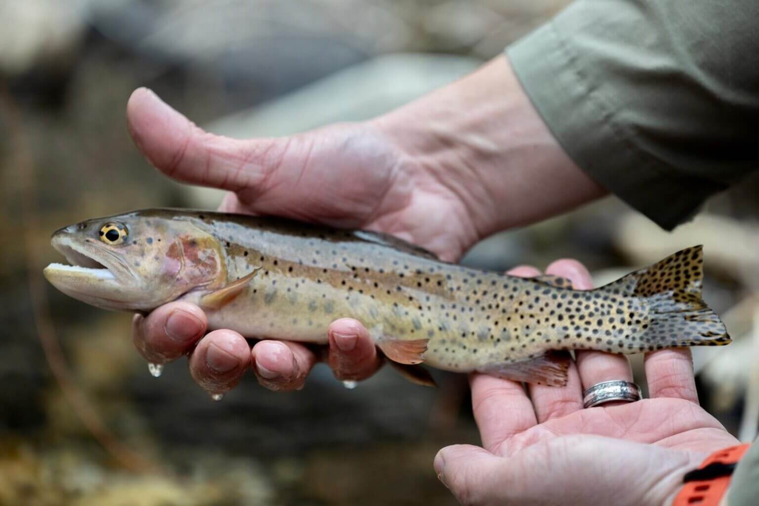 Utah Cutthroat Slam | BONNEVILLE CUTTHROAT