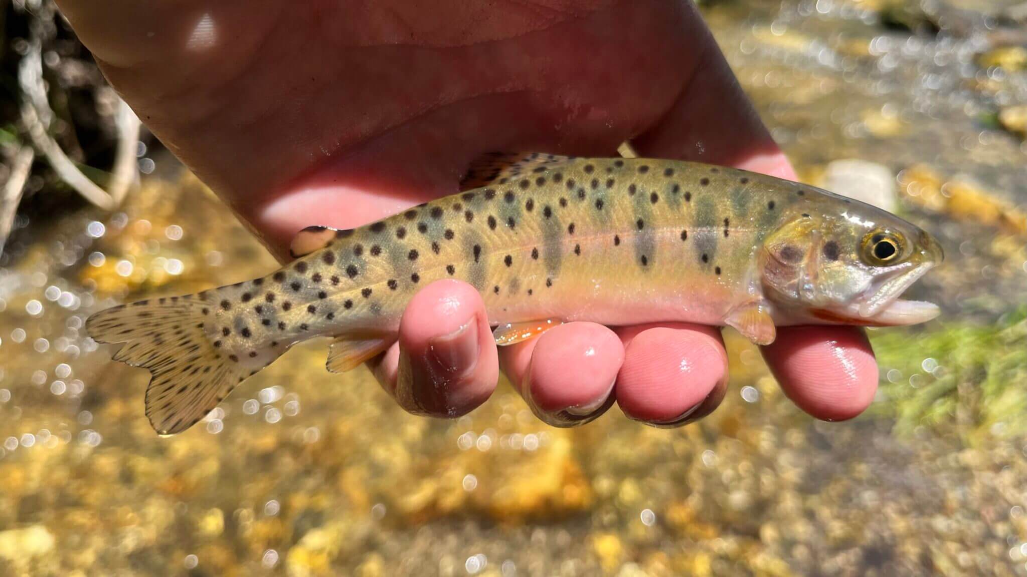 Utah Cutthroat Slam | YELLOWSTONE CUTTHROAT