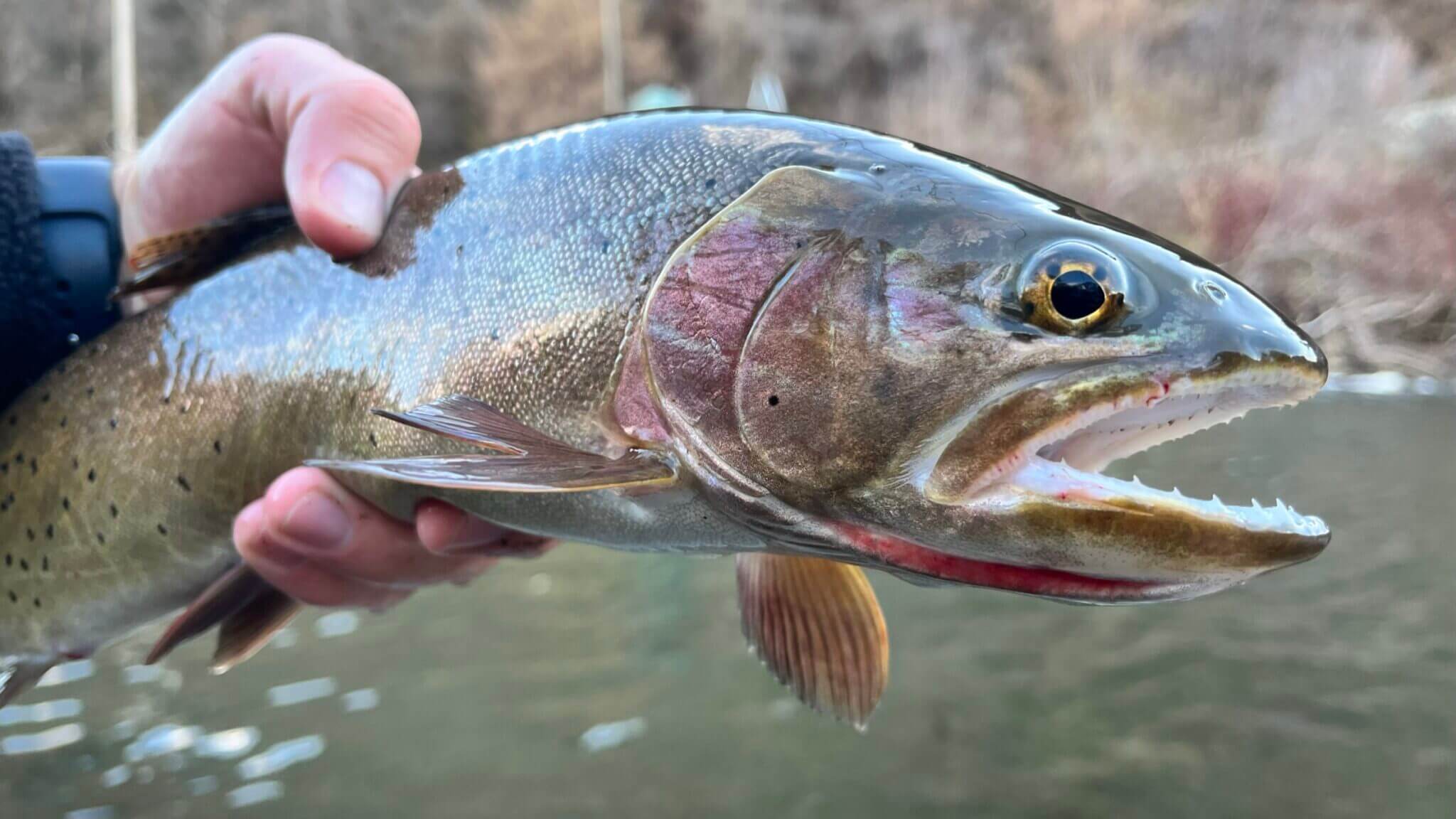 Utah Cutthroat Slam | BONNEVILLE CUTTHROAT