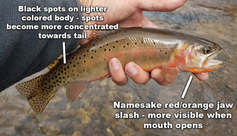 Utah Cutthroat Slam | Catch 4 Native Trout in Utah