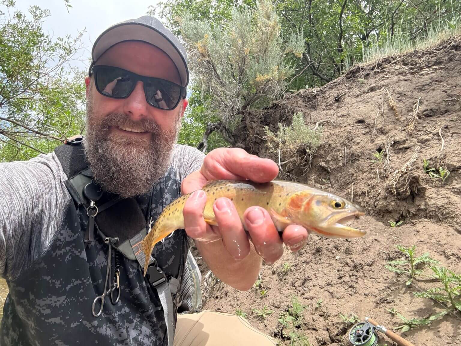 Utah Cutthroat Slam YELLOWSTONE CUTTHROAT
